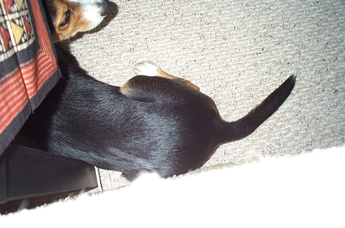 dogbutt