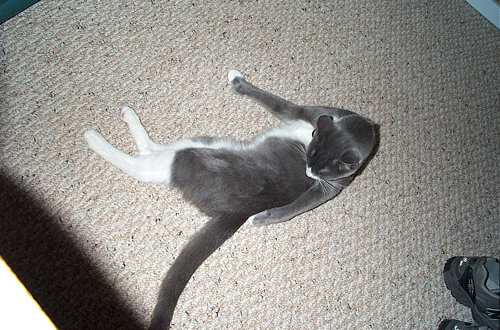 grooming2