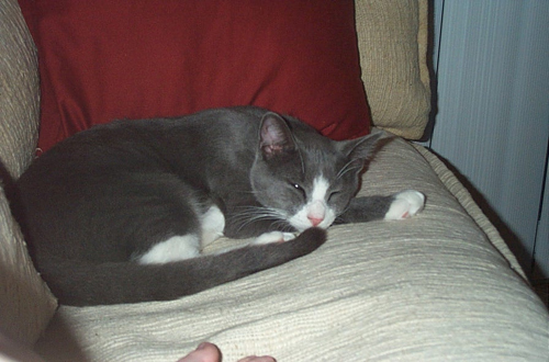 sleeping1