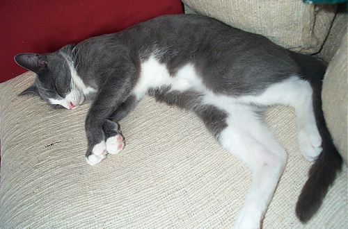 sleeping2