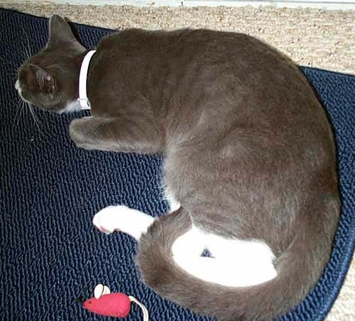 brandostretch