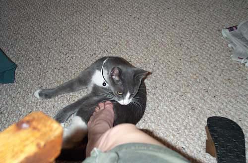 footpet