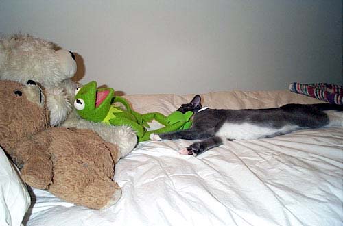 kermie3