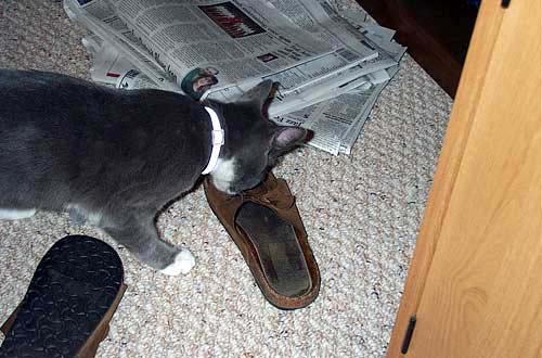 stinkyshoes