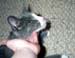 chinscratch